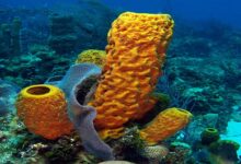 Sea sponges