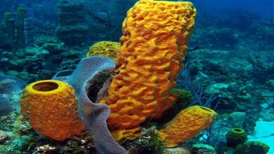 Sea sponges