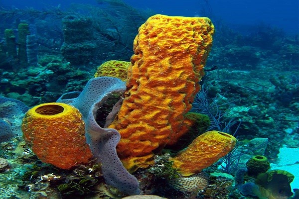 Sea sponges