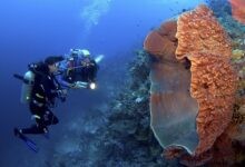 facts about sea sponges