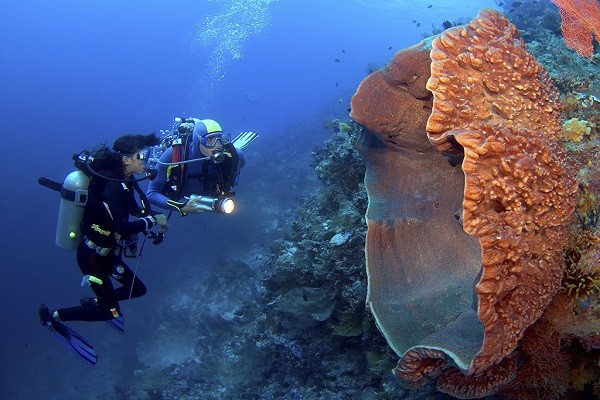 facts about sea sponges