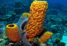 sea-sponge