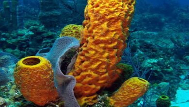 sea-sponge